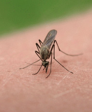 Mosquitoes: more than just pests
