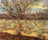 Apricot Trees In Blossom2 By Van Gogh