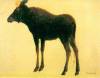 Elk By Bierstadt
