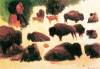 Study Of Buffaloes By Bierstadt