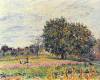 Walnut Trees In The Sun In Early October By Sisley