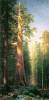 The Big Trees Mariposa Grove California By Bierstadt