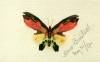 Butterfly 2 By Bierstadt