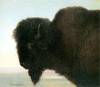 Buffalo Head By Bierstadt