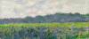 Field Of Yellow Irises By Monet