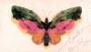 Butterfly By Bierstadt
